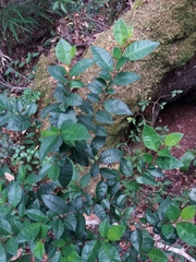 Rhamnus diffusa