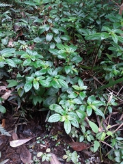 Pilea elliptica