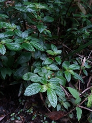 Pilea elliptica