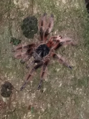 Phrixotrichus vulpinus