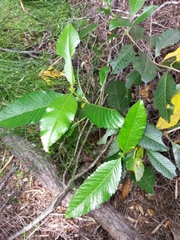 Caldcluvia paniculata