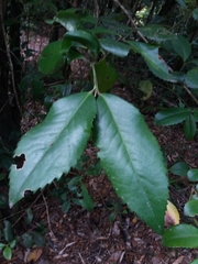 Laureliopsis philippiana