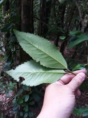 Laureliopsis philippiana