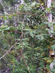 Boquila trifoliolata