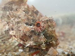 Taurulus bubalis