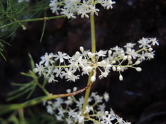 Asparagus racemosus
