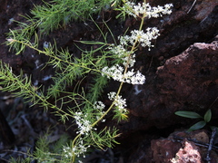 Asparagus racemosus