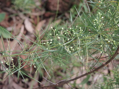 Asparagus racemosus