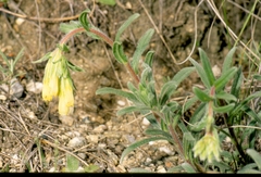 Onosma pseudoarenaria