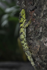 Abronia taeniata