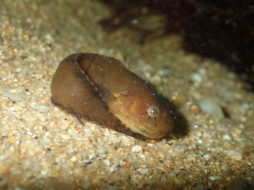 Montagu's Seasnail