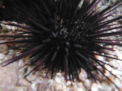 Echinometra vanbrunti