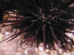 Echinometra vanbrunti