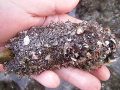 Holothuria inornata