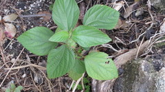 Acalypha arvensis