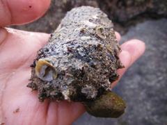 Holothuria inornata