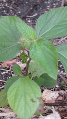 Acalypha arvensis