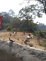 Columba livia