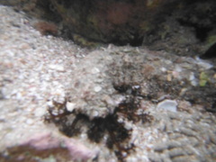Holothuria inornata