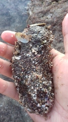Holothuria inornata