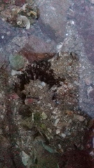Holothuria inornata