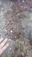 Palythoa mutuki