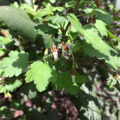 Ribes divaricatum pubiflorum