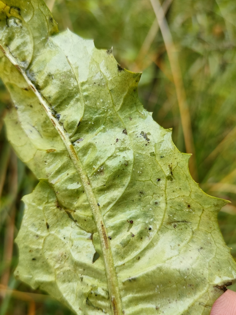 Bremia taraxaci