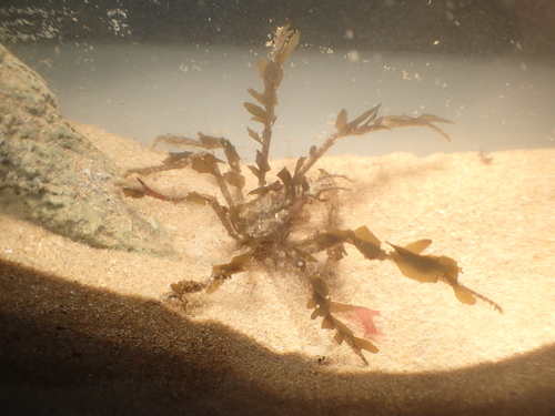 Macropodia deflexa