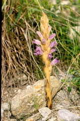 Phelipanche arenaria