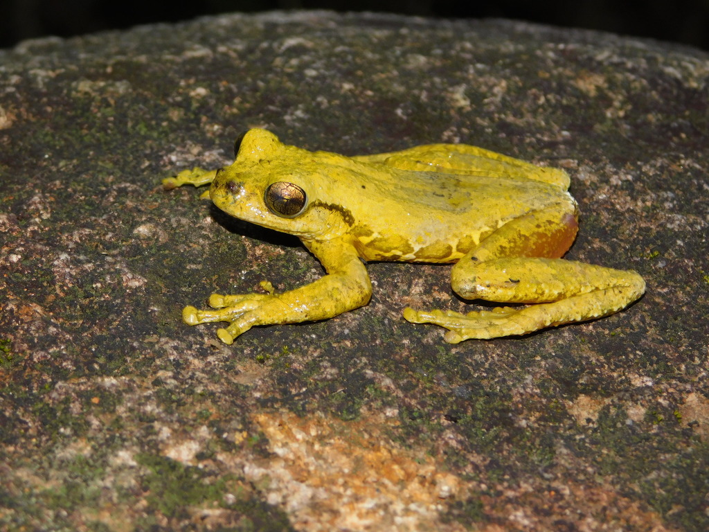 Guerrero Cloud-forest Tree Frog