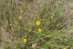 Calotis lappulacea