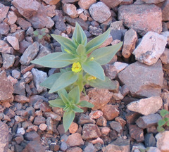 Mohavea breviflora