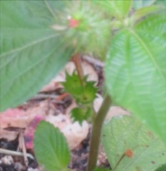 Acalypha arvensis