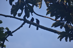 Hypopyrrhus pyrohypogaster