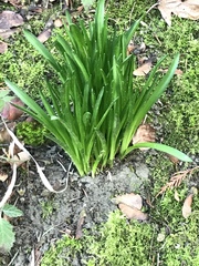 Leucojum