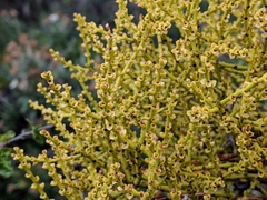 Misodendrum punctulatum