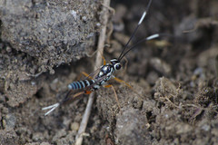 Glabridorsum stokesii