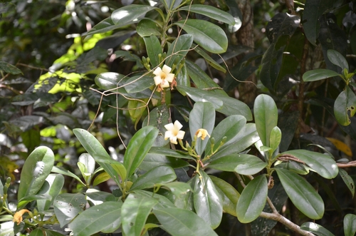 Image of Fagraea ceilanica by (c) renjus box, some rights reserved (CC BY)