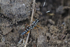 Glabridorsum stokesii