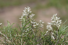 Cassinia laevis