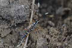 Glabridorsum stokesii