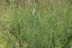 Cassinia laevis