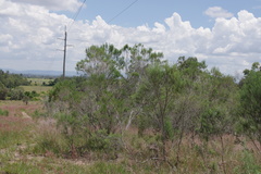 Cassinia laevis