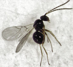 Alloxysta