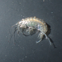 Gammaridae