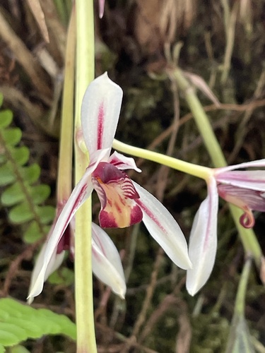 Cymbidium dayanum
