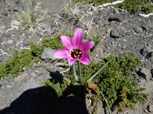 Rhodolirium andicola