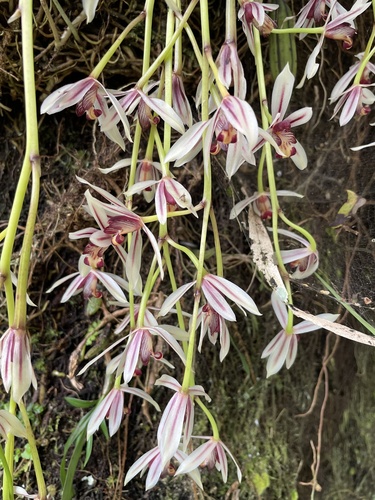 Cymbidium dayanum