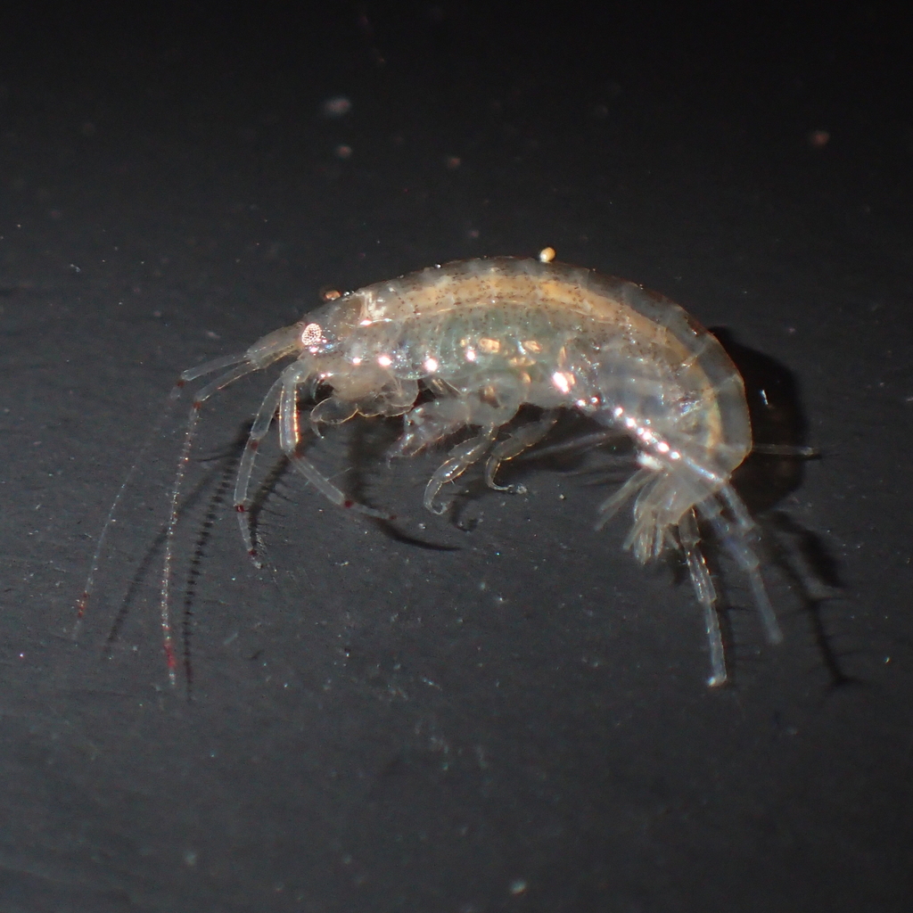 Gammaridae